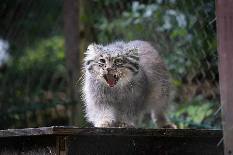 オペル動物園のバトゥの写真