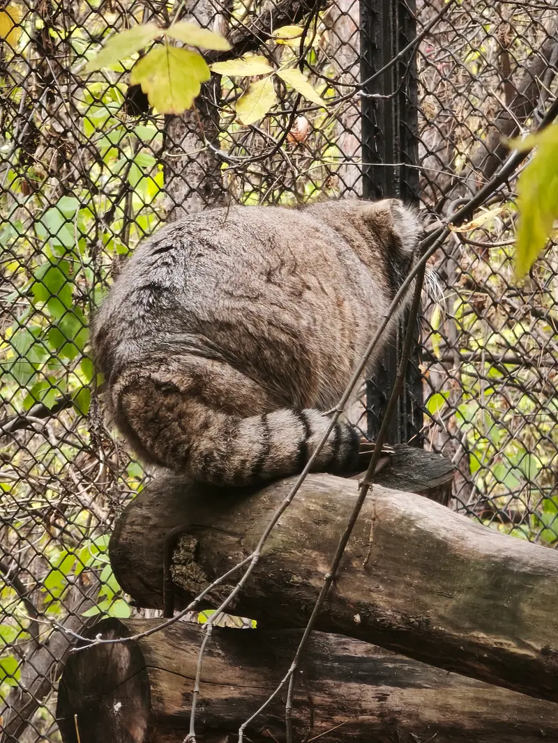 ノヴォシビルスク動物園のゾーシャの写真