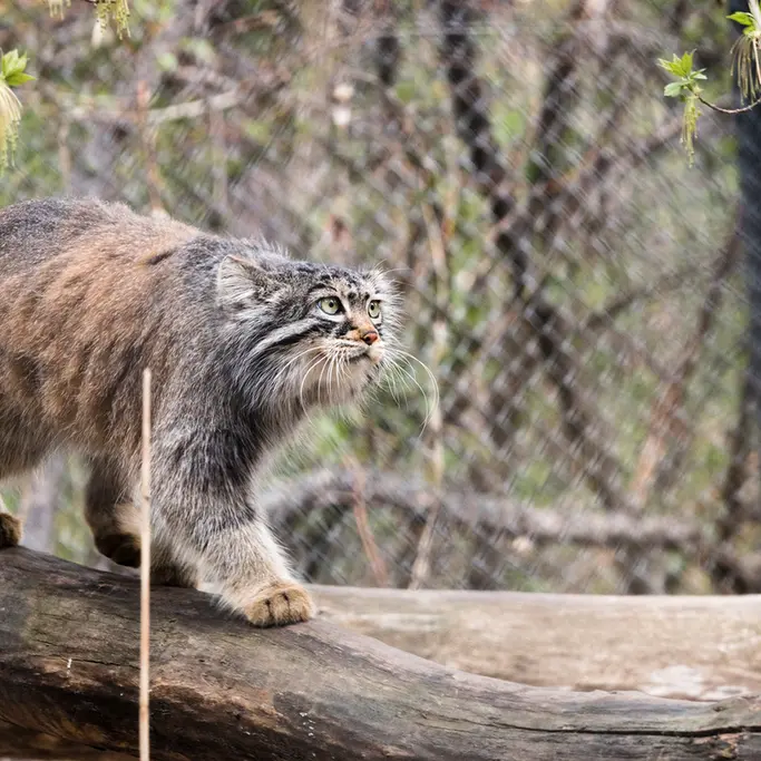 ノヴォシビルスク動物園のゾーシャの写真