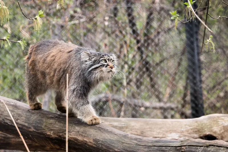 ノヴォシビルスク動物園のゾーシャの写真