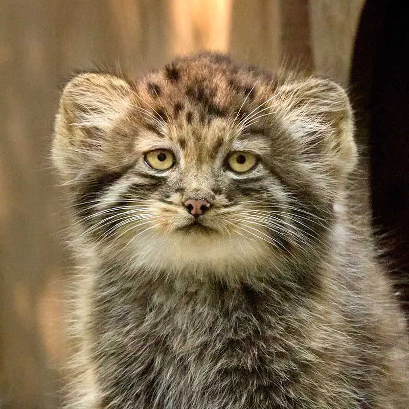 ノヴォシビルスク動物園のマヌルネコのスネジャナの娘 b.2026 Ⅱ