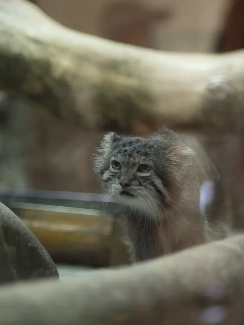 恩賜上野動物園のクリョンの写真