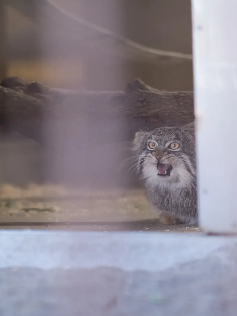 野毛山動物園のフィーガの写真