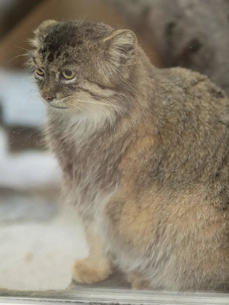 恩賜上野動物園のプリームラの写真