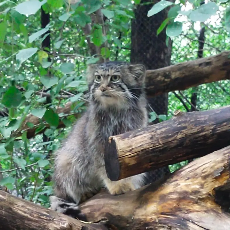 ノヴォシビルスク動物園のイヴの写真