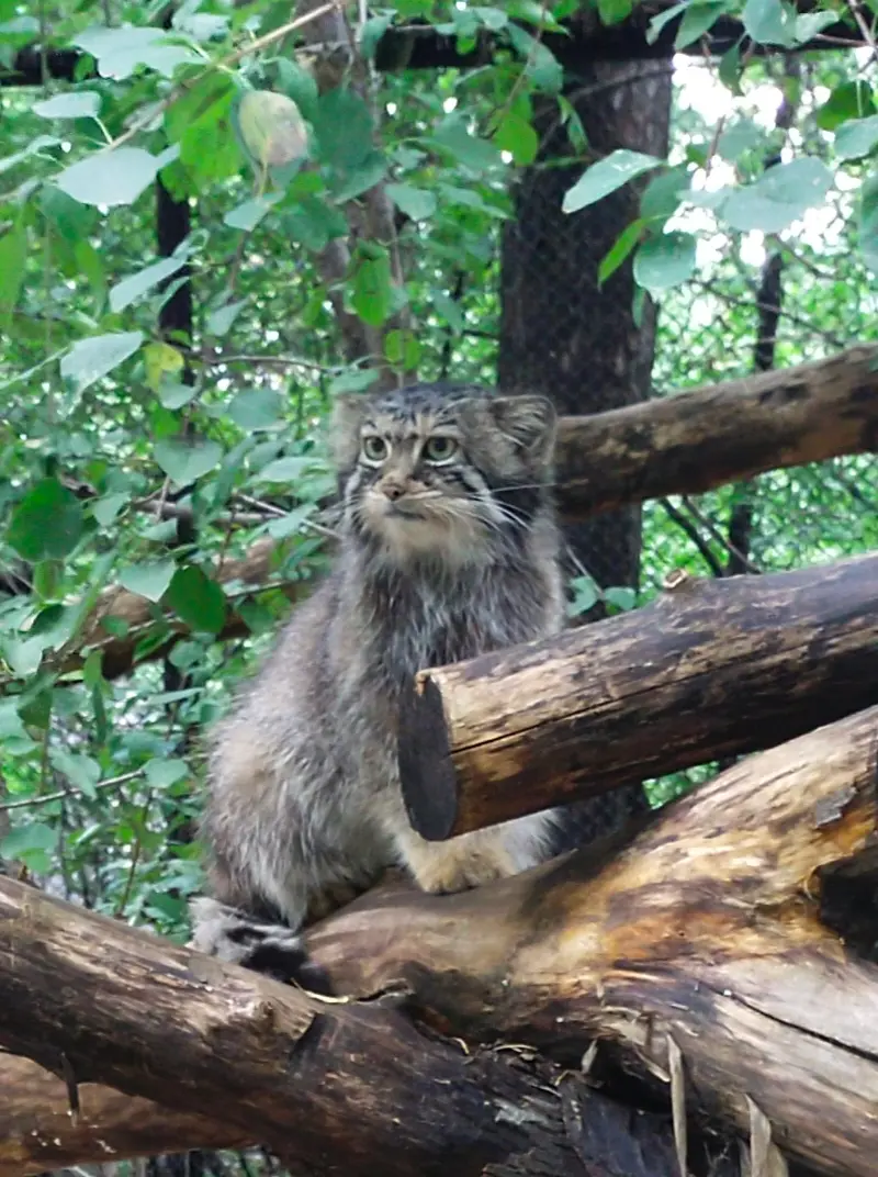 ノヴォシビルスク動物園のイヴの写真