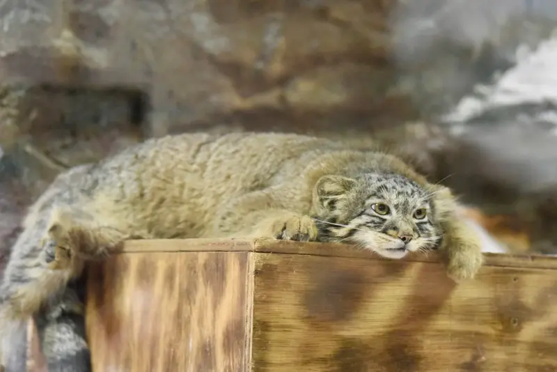 恩賜上野動物園のフィーガの写真