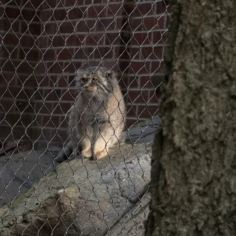 プロスペクト・パーク動物園のサルナイの写真