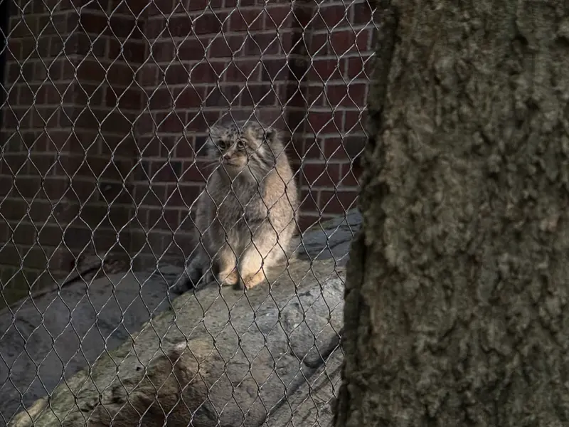 プロスペクト・パーク動物園のサルナイの写真