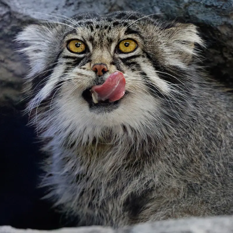 旭山動物園のグルーシャの写真