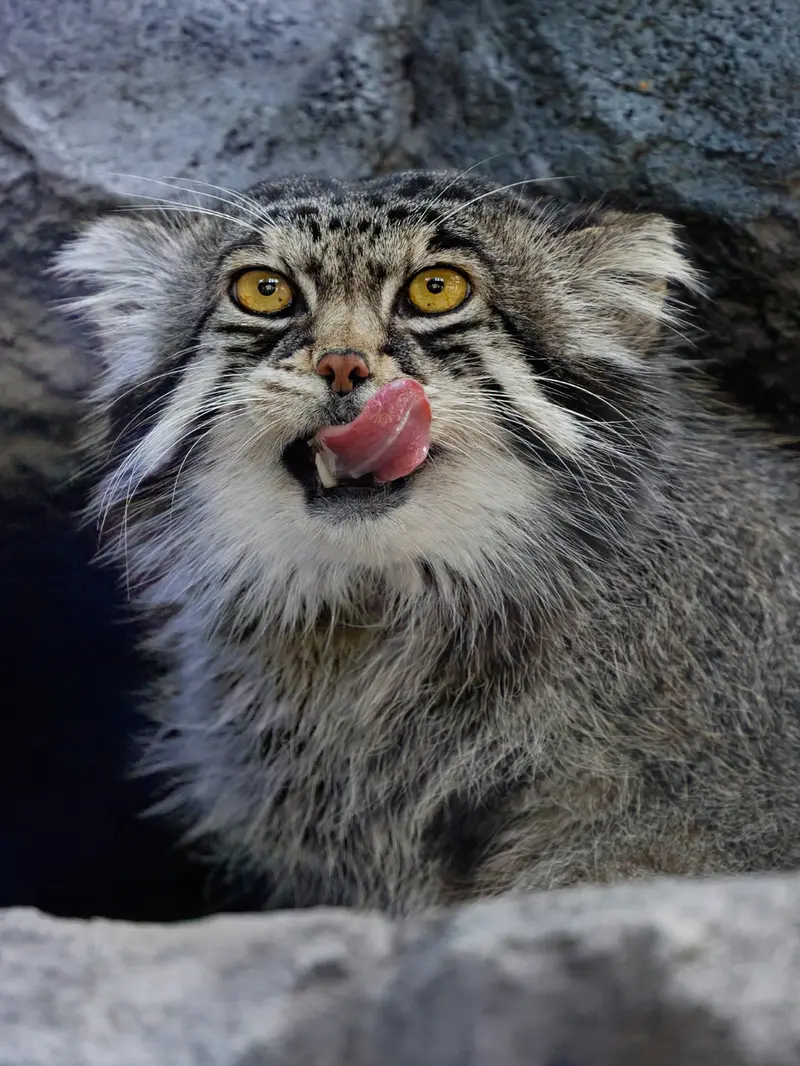 旭山動物園のグルーシャの写真