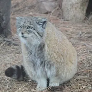 シャイアン・マウンテン動物園のレッドの写真