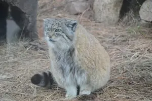 シャイアン・マウンテン動物園のレッドの写真