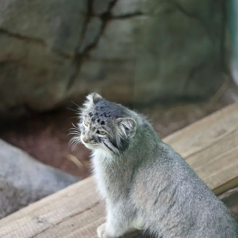 バーミンガム動物園のミダスの写真