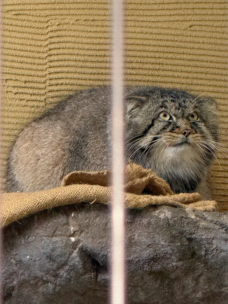 旭山動物園のヒデの写真