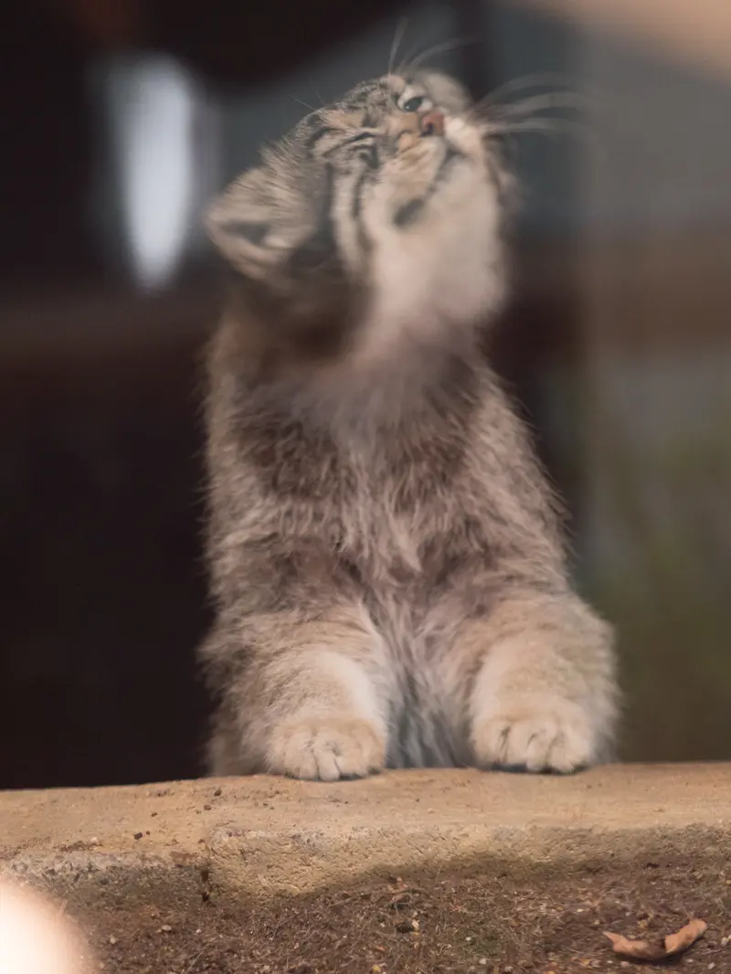 神戸市立王子動物園のイーリスの写真
