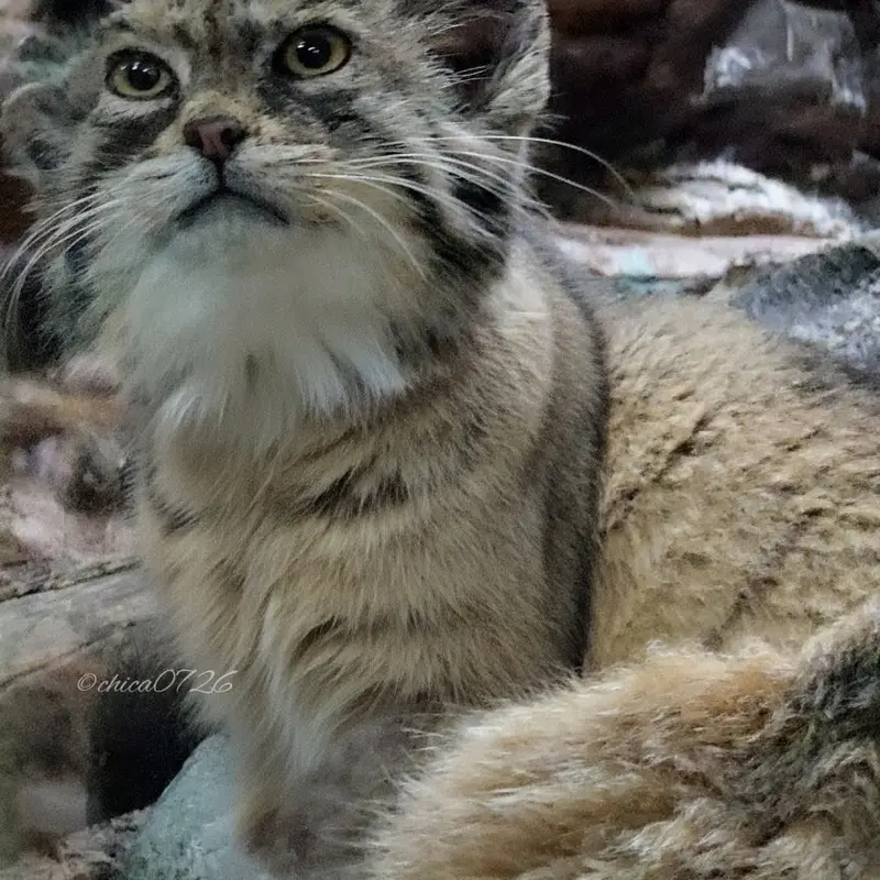 恩賜上野動物園のプリームラの写真