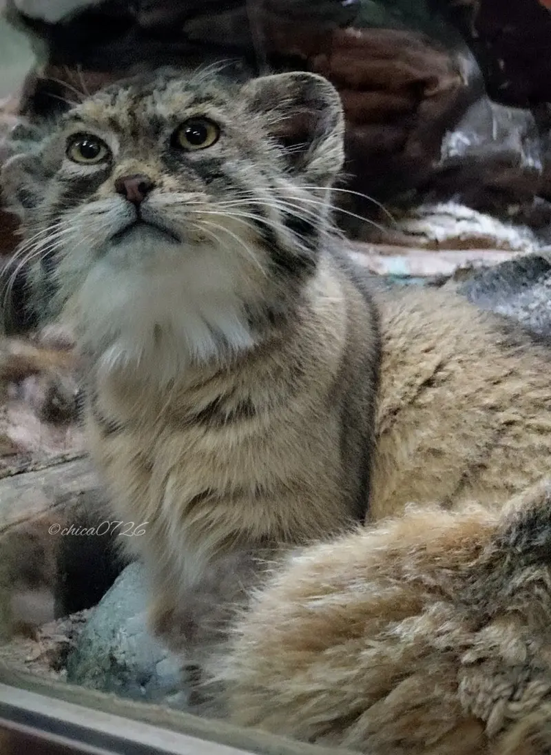 恩賜上野動物園のプリームラの写真