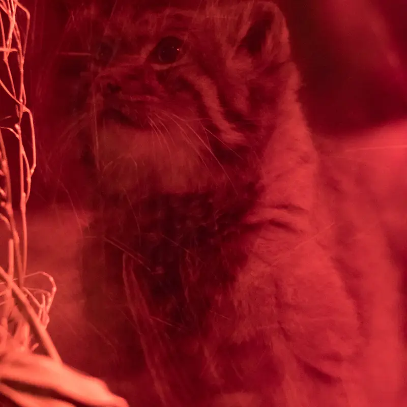 恩賜上野動物園のナイマの写真