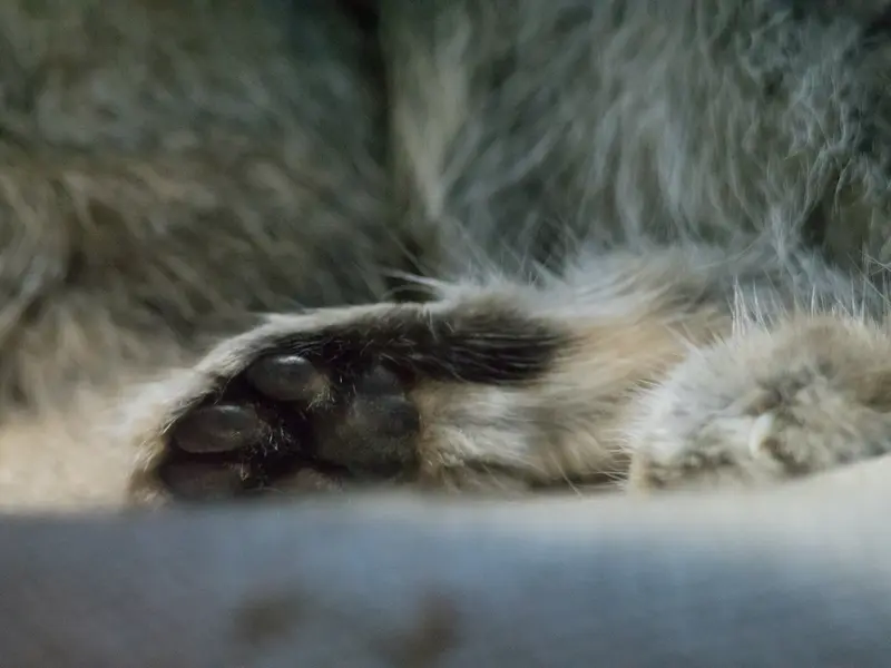 恩賜上野動物園のクリョンの写真