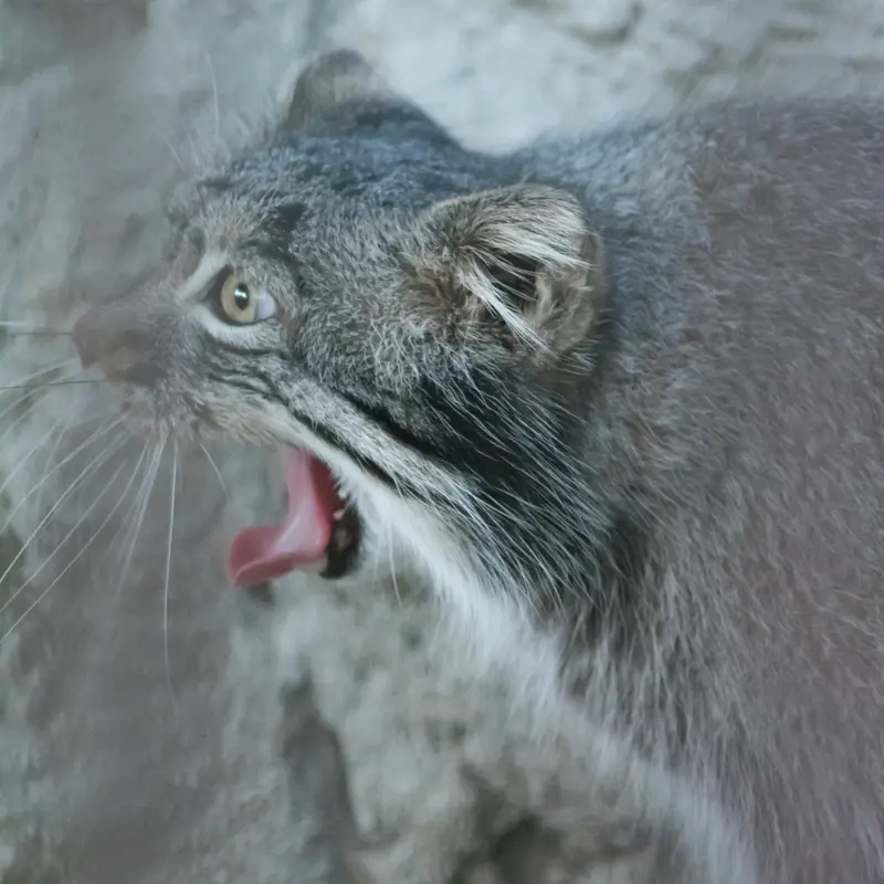 野毛山動物園のフィーガの写真