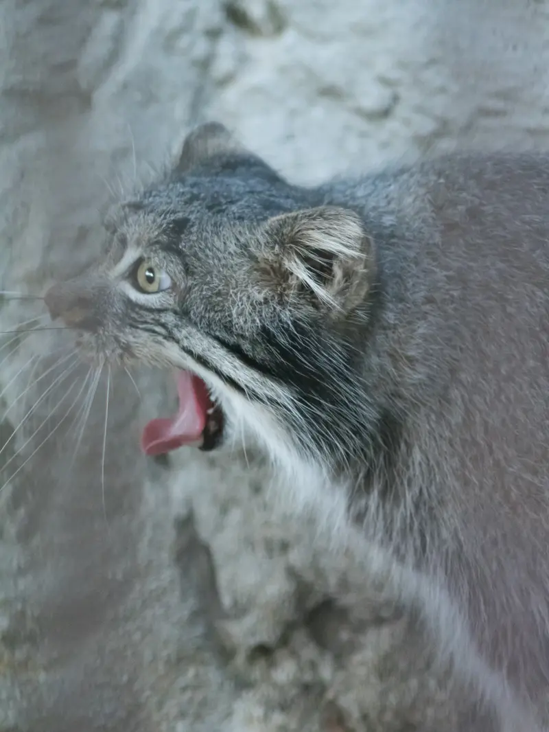 野毛山動物園のフィーガの写真