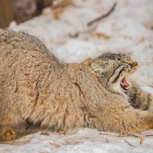 ノヴォシビルスク動物園のキムの写真