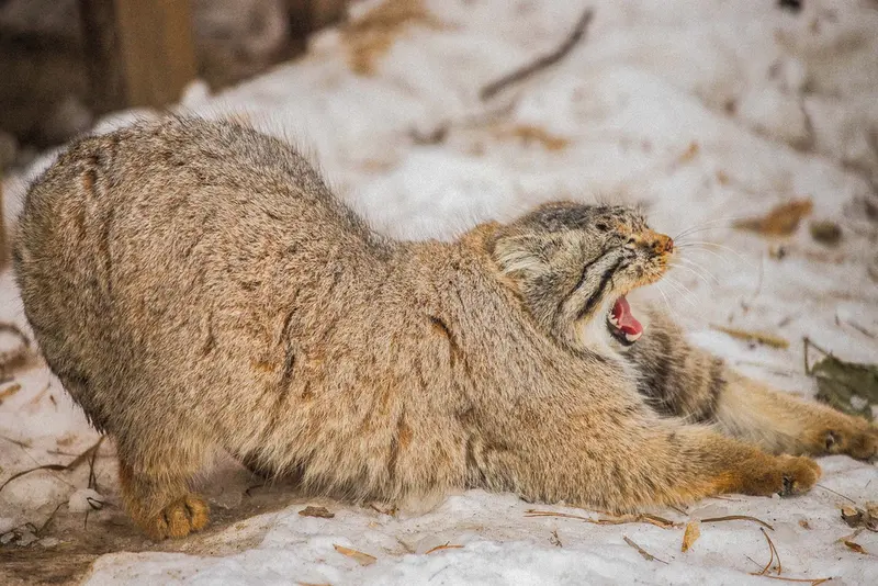 ノヴォシビルスク動物園のキムの写真