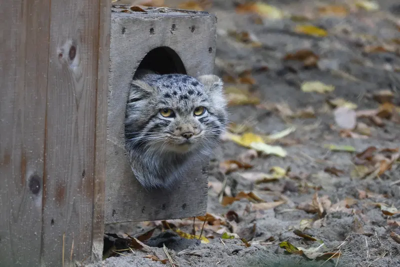 ノヴォシビルスク動物園のスネジャナの息子 b.2026 Ⅰの写真