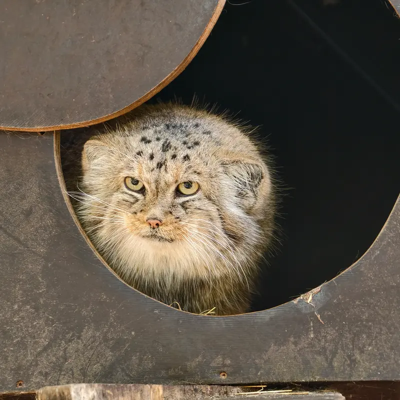 コシツェ動物園のアラニの写真