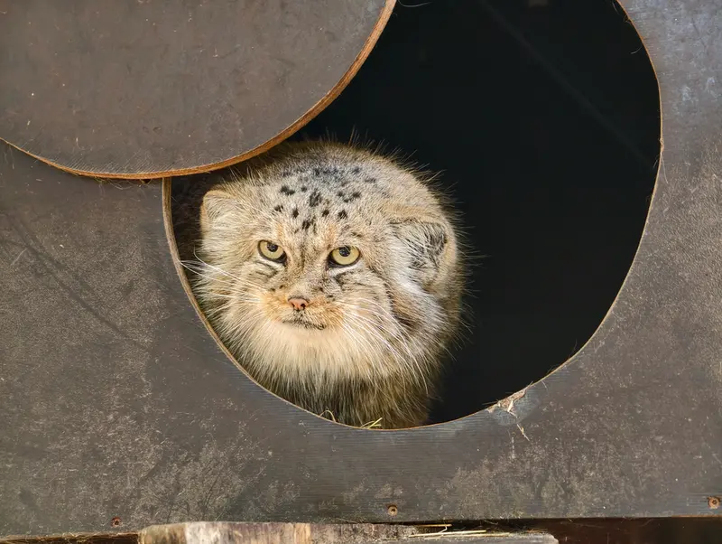 コシツェ動物園のアラニの写真