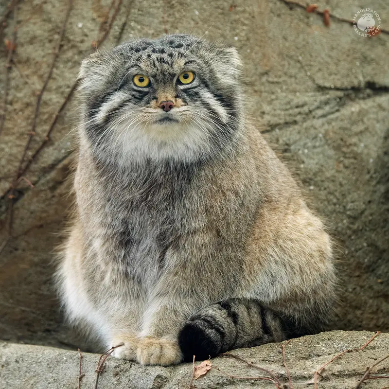 神戸市立王子動物園のイーリスの写真