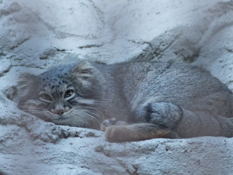 野毛山動物園のフィーガの写真