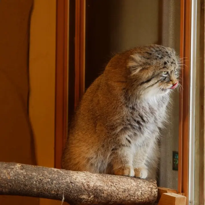 埼玉県こども動物自然公園のロータスの写真
