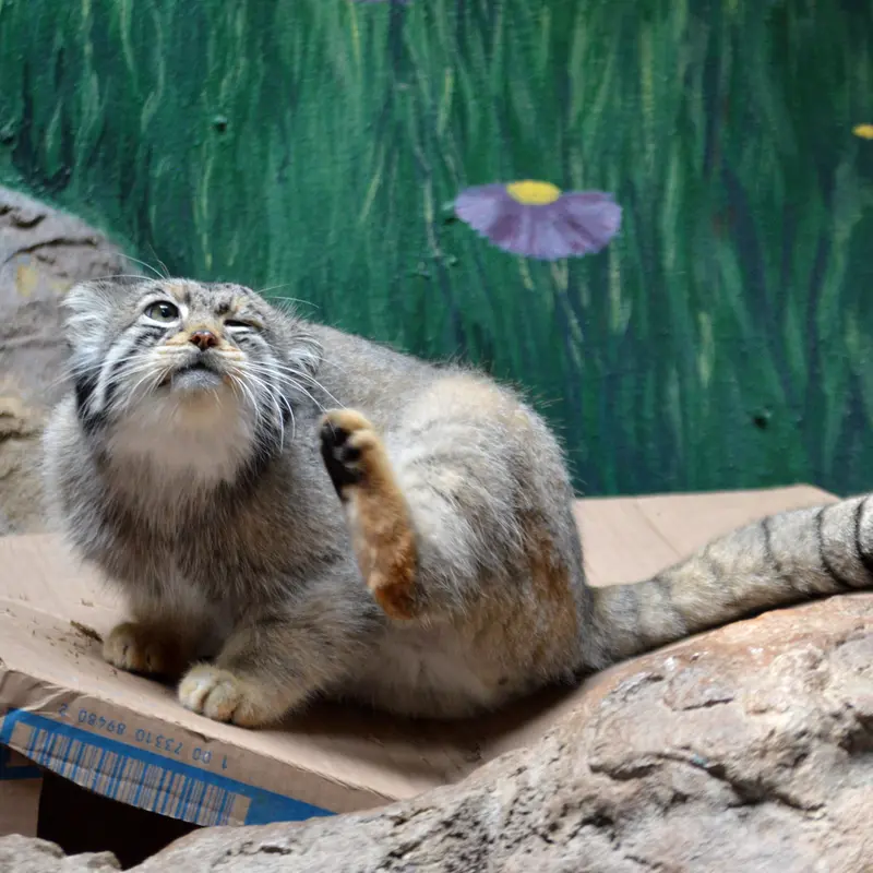 バーミングハム動物園のバタールの写真