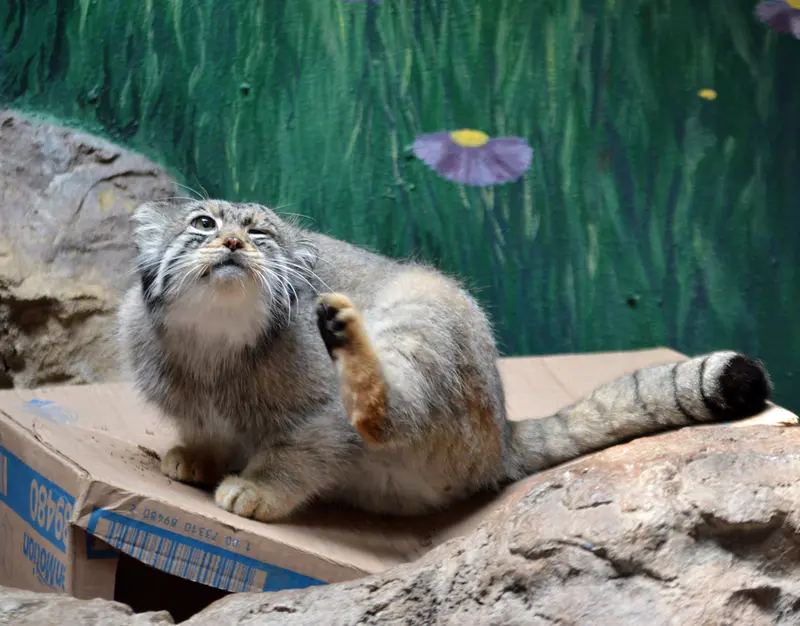 バーミングハム動物園のバタールの写真