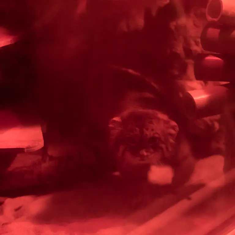 恩賜上野動物園のナイマの写真