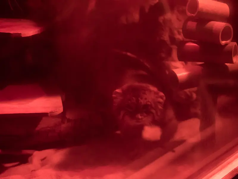 恩賜上野動物園のナイマの写真