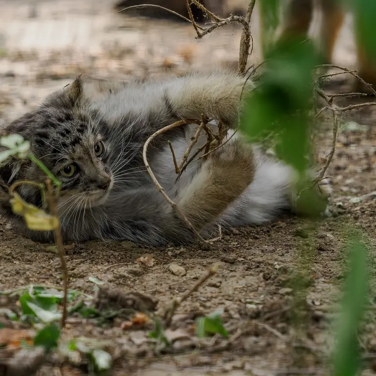 ブルノ動物園のマヌルネコの写真