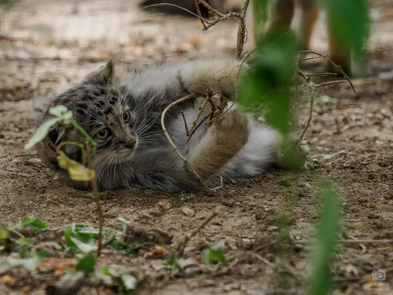 ブルノ動物園のマヌルネコの写真