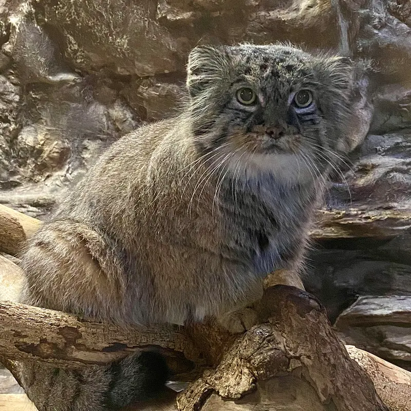 恩賜上野動物園のドローの写真