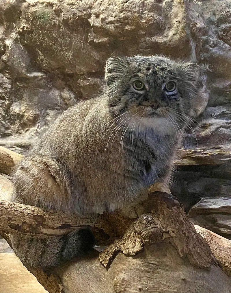 恩賜上野動物園のドローの写真
