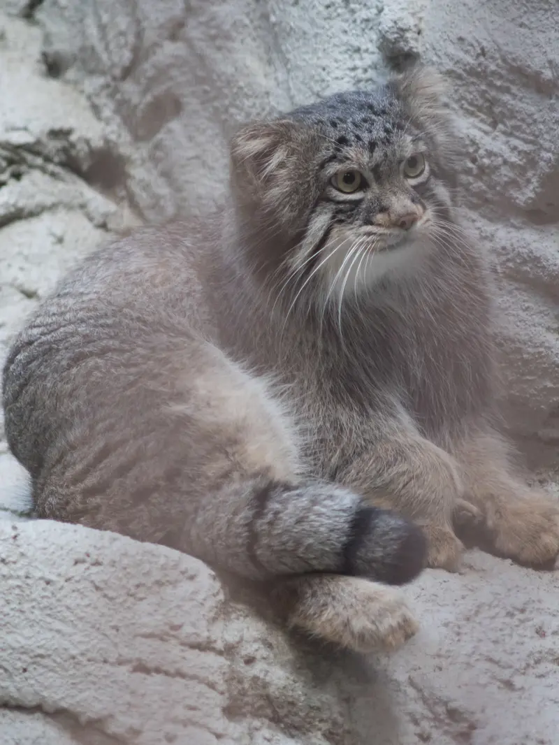 野毛山動物園のフィーガの写真