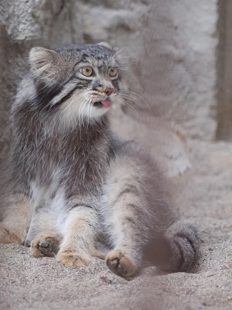 野毛山動物園のフィーガの写真