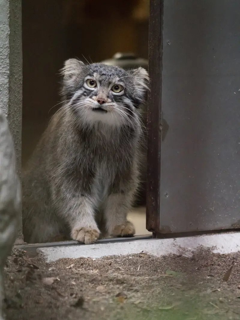 野毛山動物園のフィーガの写真