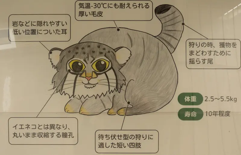 マヌルネコの写真