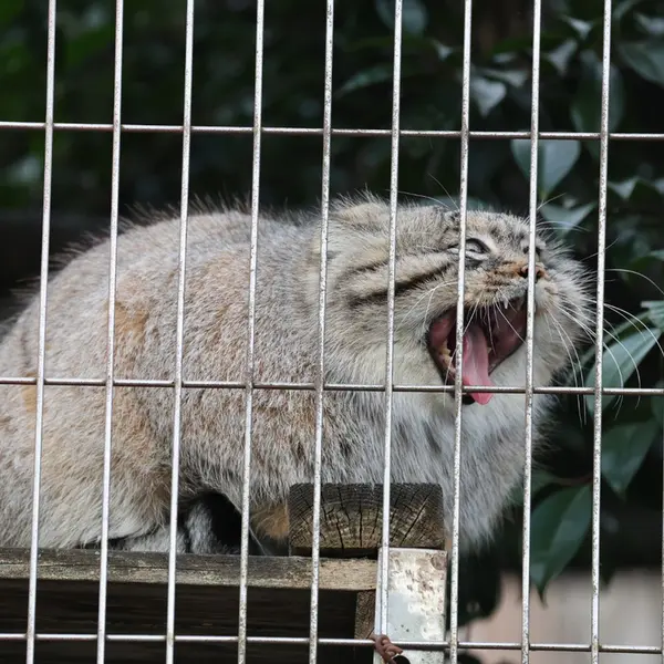 東山動植物園のエルの写真