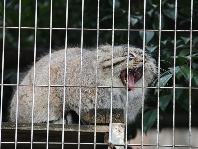東山動植物園のエルの写真