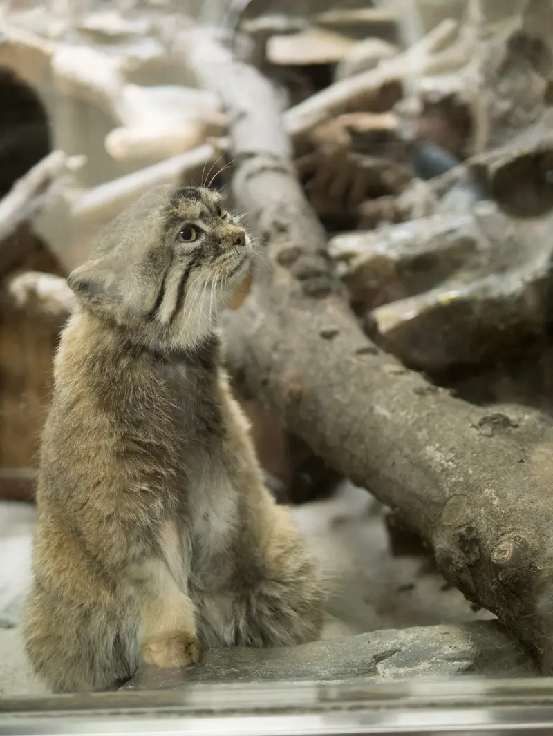 恩賜上野動物園のプリームラの写真