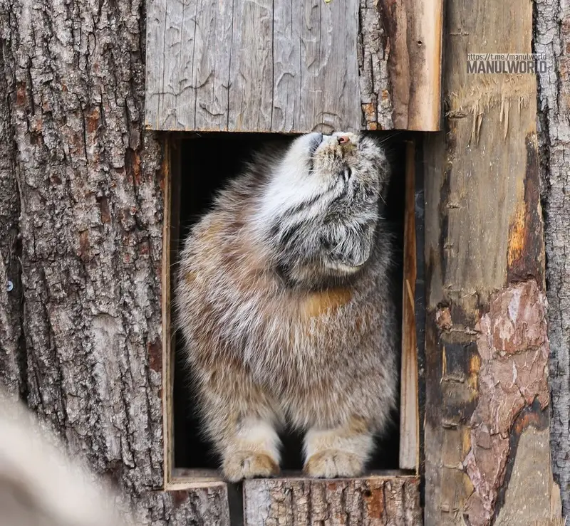 レッドリバー動物園のカイの写真